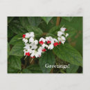 Search for bleeding heart postcards Red