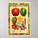 Recherche de piments posters Légumes