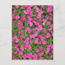 Search for impatiens postcards Pink