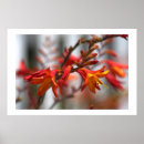 Search for beautiful garden posters Photography