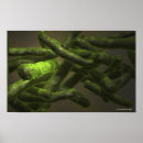 Search for bacterium posters Horizontal