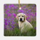 Search for yellow lab puppy ornaments Cute