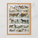 Recherche de mammifères cartes postales Vintage