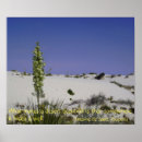 Recherche de yucca Sable blanc