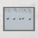 Search for ornithology postcards Wild