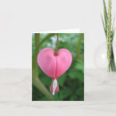 Search for bleeding heart cards Photography