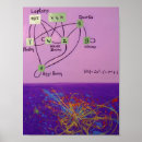Search for particles posters Abstract