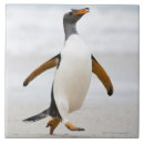 Recherche de humour animal carreaux Faune