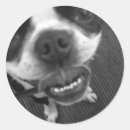 Search for funny boston terrier stickers Cute
