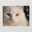 Search for long haired cat postcards Kitty