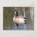 Recherche de faune flore cartes postales Eau