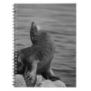 Recherche de roches photographie Océan