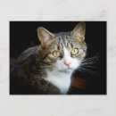 Recherche de maquereaux cartes postales Chat