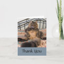 Recherche de gros chat vœux cartes Drôle de chat