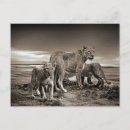Search for lion cub postcards White
