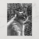 Search for fluff postcards Cute