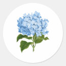Search for white hydrangeas stickers Blue and white