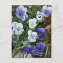 Search for pansy flower postcards Garden