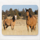Search for wild mouse Mare