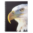 Recherche de leucocephalus de haliaeetus Portrait
