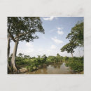 Recherche de scène tranquille cartes postales Arbre