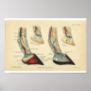 Search for horse hoof art Equine