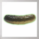 Search for pickling posters Pickle
