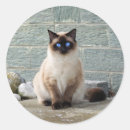 Search for elegant cat stickers Pet