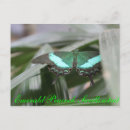 Search for swallowtail postcards Insect