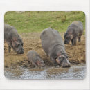 Search for mara electronics Hippopotamus