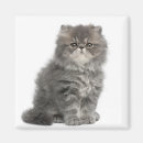Recherche de chaton persan magnets Mignon
