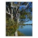 Recherche de koala Sommeil