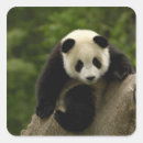 Search for bamboo forest stickers Animal