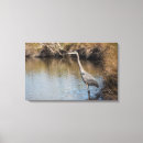 Search for heron canvas prints Great blue heron