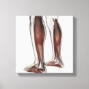 Search for leg muscle art Human