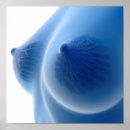 Search for female anatomy posters Three dimensional