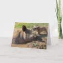 Search for ears cards Pig