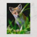 Search for baby fox postcards Woodland