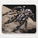 Search for tarantulas electronics Scary