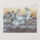 Search for bosque del apache postcards Animal