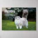Search for ragdoll posters Pet
