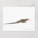 Search for blue shells postcards Animals