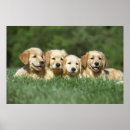 Search for cute golden retriever puppy posters Funny