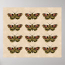 Search for vintage moth posters Insect
