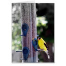 Recherche de alimentation photographie Faune