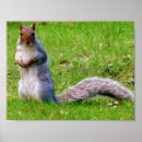 Recherche de écureuil gris posters Nature