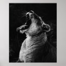 Search for lioness photography Black