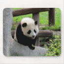 Search for panda love mousepads Zoo