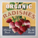Recherche de radis posters Bio