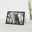 Search for staring cards Photography
